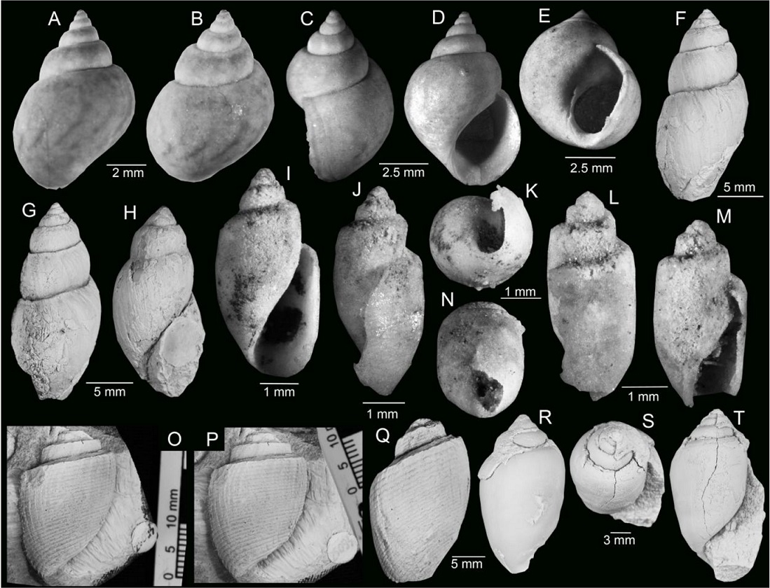 fig.7