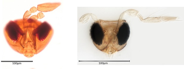 fig.1