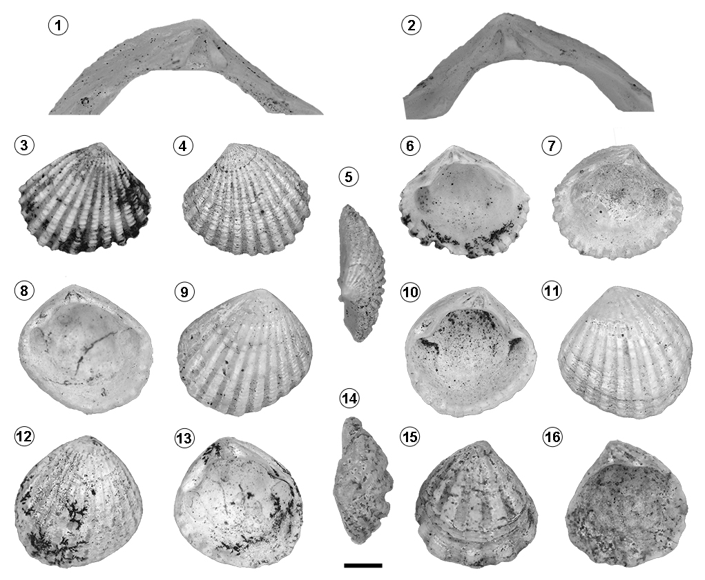 fig.2