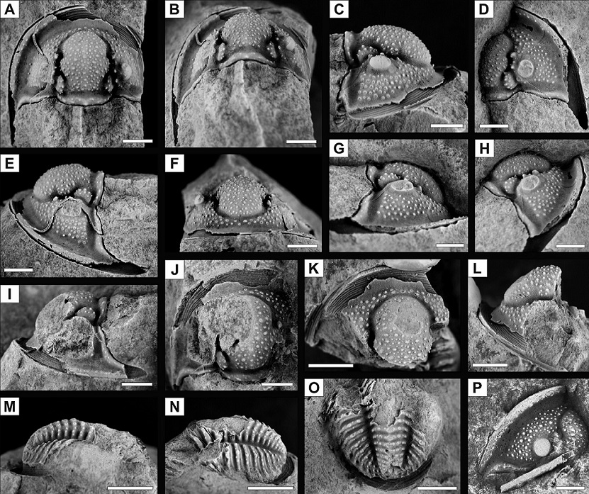 fig.12