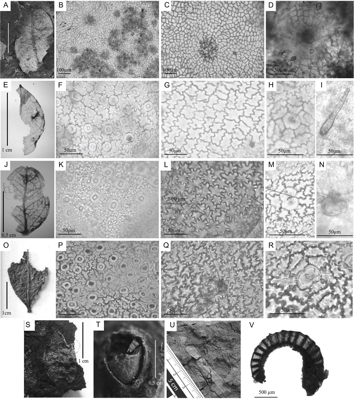 fig.5