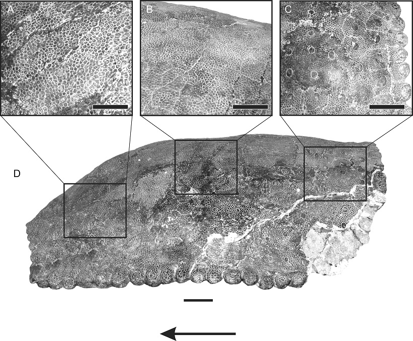 fig.2