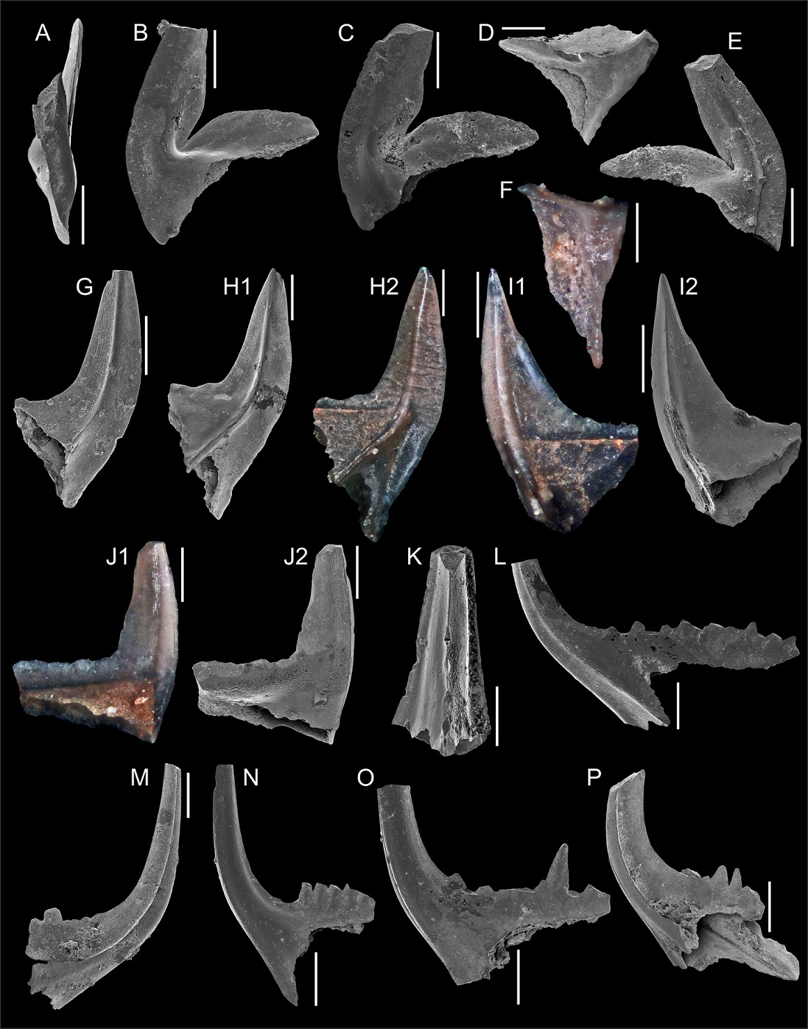 fig.2